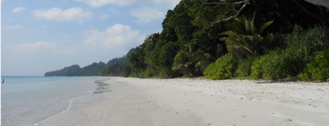 Beach with dense trees on the side