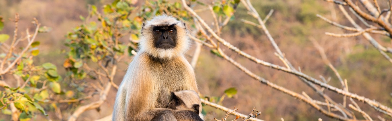 A monkey seated with leaves in the background