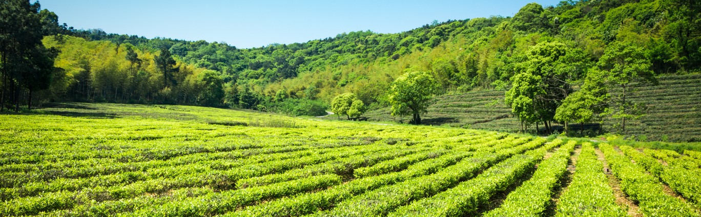 Image of darjeeling tea estate