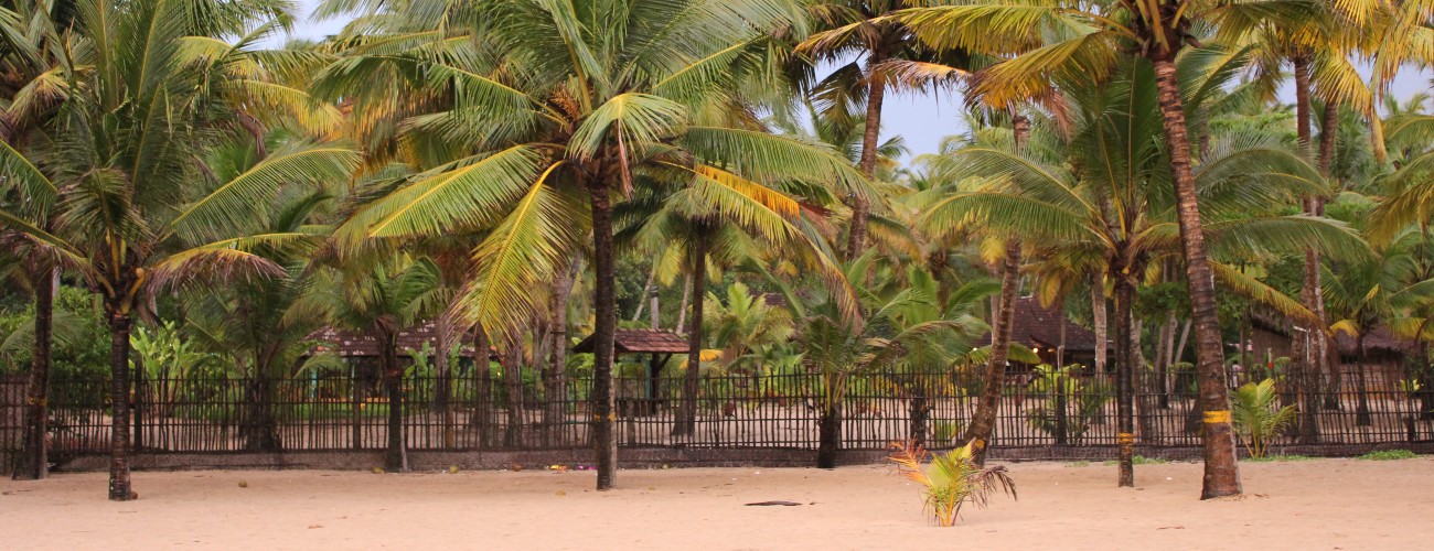 Picture of coconut trees
