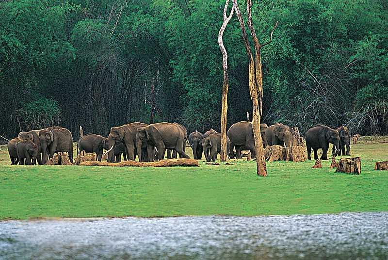 View of group of elephants with trees