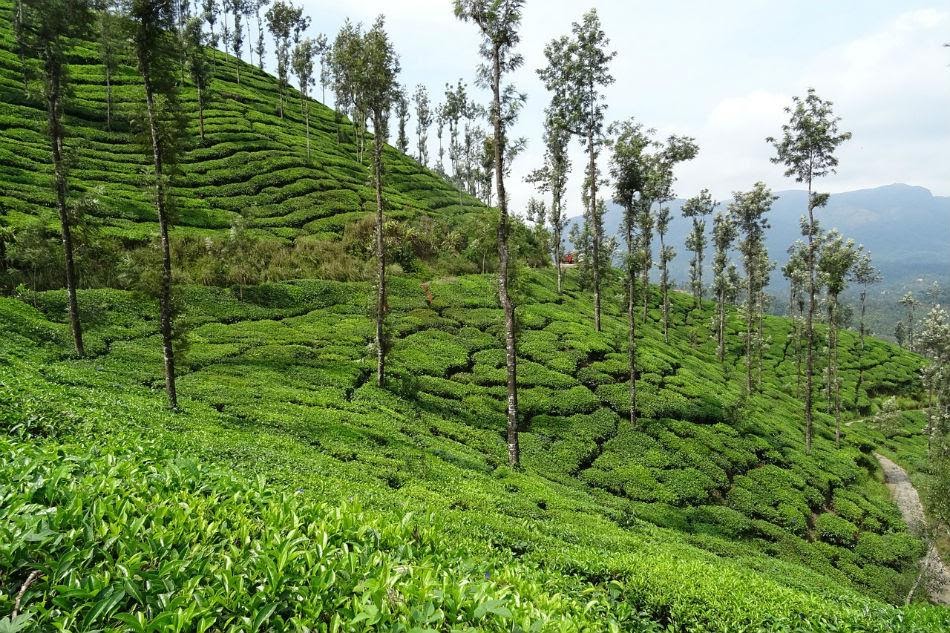 Image of hills in munnar