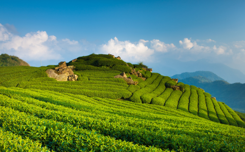 Darjeeling tea gardens