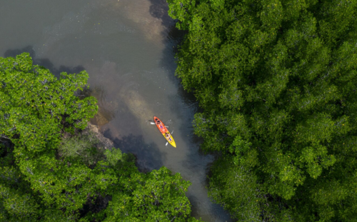 Tha Lane Bay Mangroves