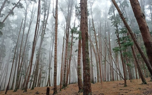 Pine Forest Pine Forest