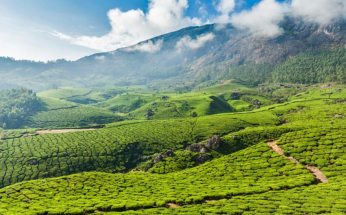Munnar, Kerala