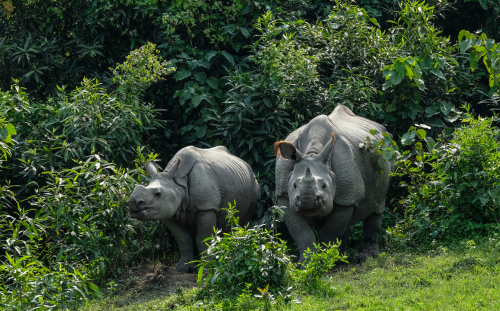 Kaziranga National Park, Assam
