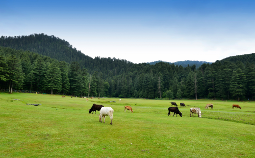 Khajjiar and Chamba Khajjiar and Chamba